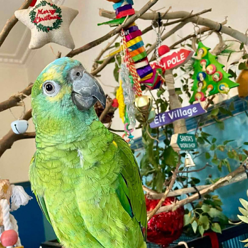 Stawell Veterinary Clinic - Avian / Bird Vet Services