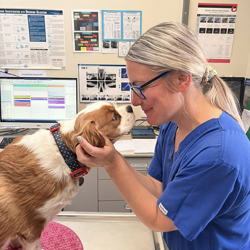 Stawell Veterinary Clinic - Dog Vet Services