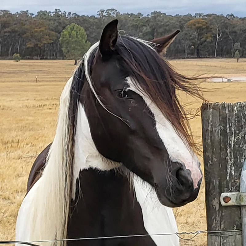 Stawell Veterinary Clinic - Equine Vet Services