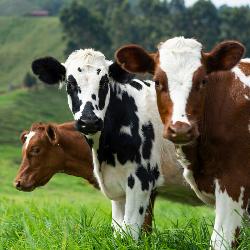 Stawell Veterinary Clinic - Large Animal Vet Services