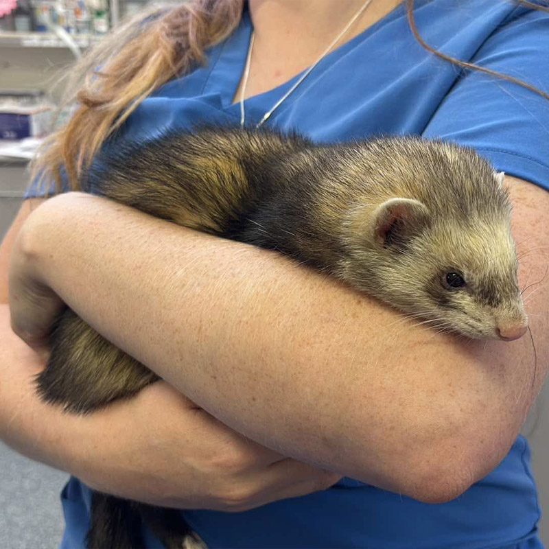 Stawell Veterinary Clinic - Pocket Pet Vet Services