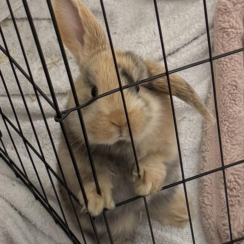 Stawell Veterinary Clinic - Rabbit Vet Services